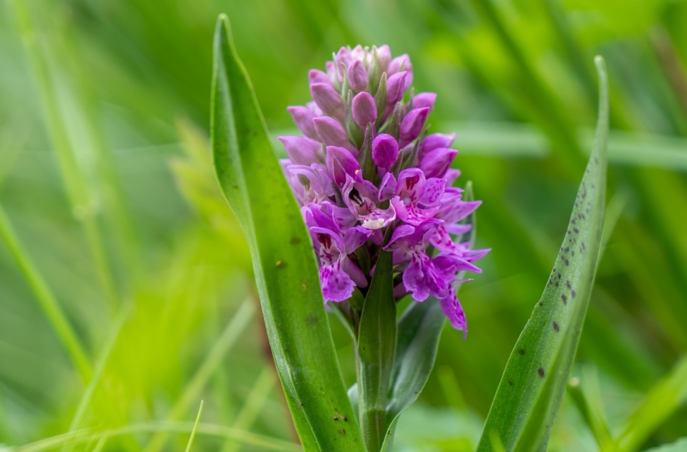Common spotted orchid - May 23 - Ian H 966x635.jpg